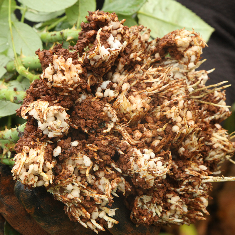 Corolla Fresh-Cut Flower Large-Flowered Rose Seedlings Large-Flowered Rose Seedlings Potted Plants Greening Courtyard Balcony Blooming in All Seasons