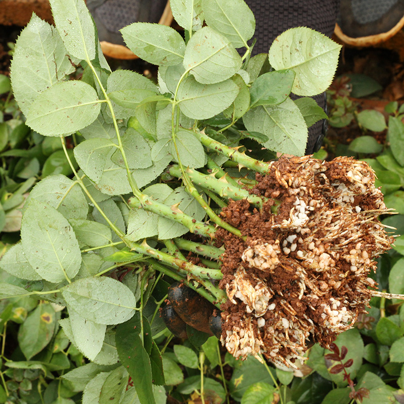 Yunnan Base Flower Seedlings, Four-Season Corolla Fresh-Cut Large-Flowered Red Rose Seedlings, Rose Potted Florals