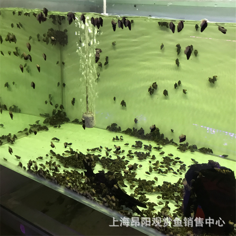 Algae-Removing Snail, Black Diamond Snail Killer, Malay Onion Snail, Zebra Snail, Watermelon Snail, Bee Snail, Algae Removal Cleaning Wholesale Pet