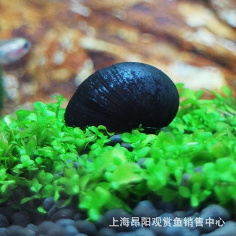 Algae-Removing Snail, Black Diamond Snail Killer, Malay Onion Snail, Zebra Snail, Watermelon Snail, Bee Snail, Algae Removal Cleaning Wholesale Pet