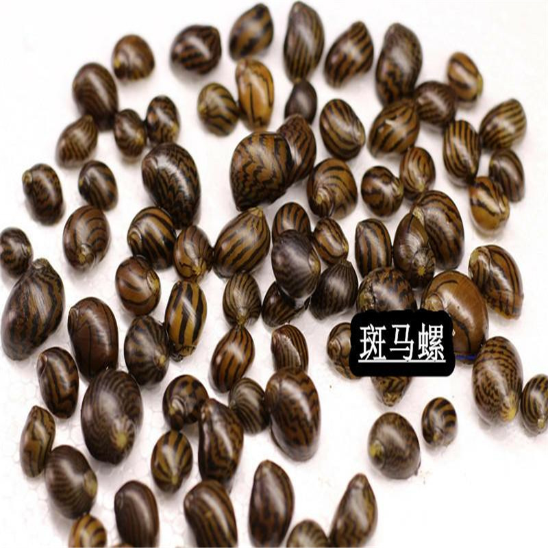 Algae-Removing Snail, Black Diamond Snail Killer, Malay Onion Snail, Zebra Snail, Watermelon Snail, Bee Snail, Algae Removal Cleaning Wholesale Pet
