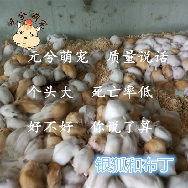 Wholesale of Live Artificially Raised Hamsters Mixed with Silver Fox, Pudding Hamsters, and Three-Striped Purple Hamsters, Small Pet Live Animals, Guaranteed Live Delivery