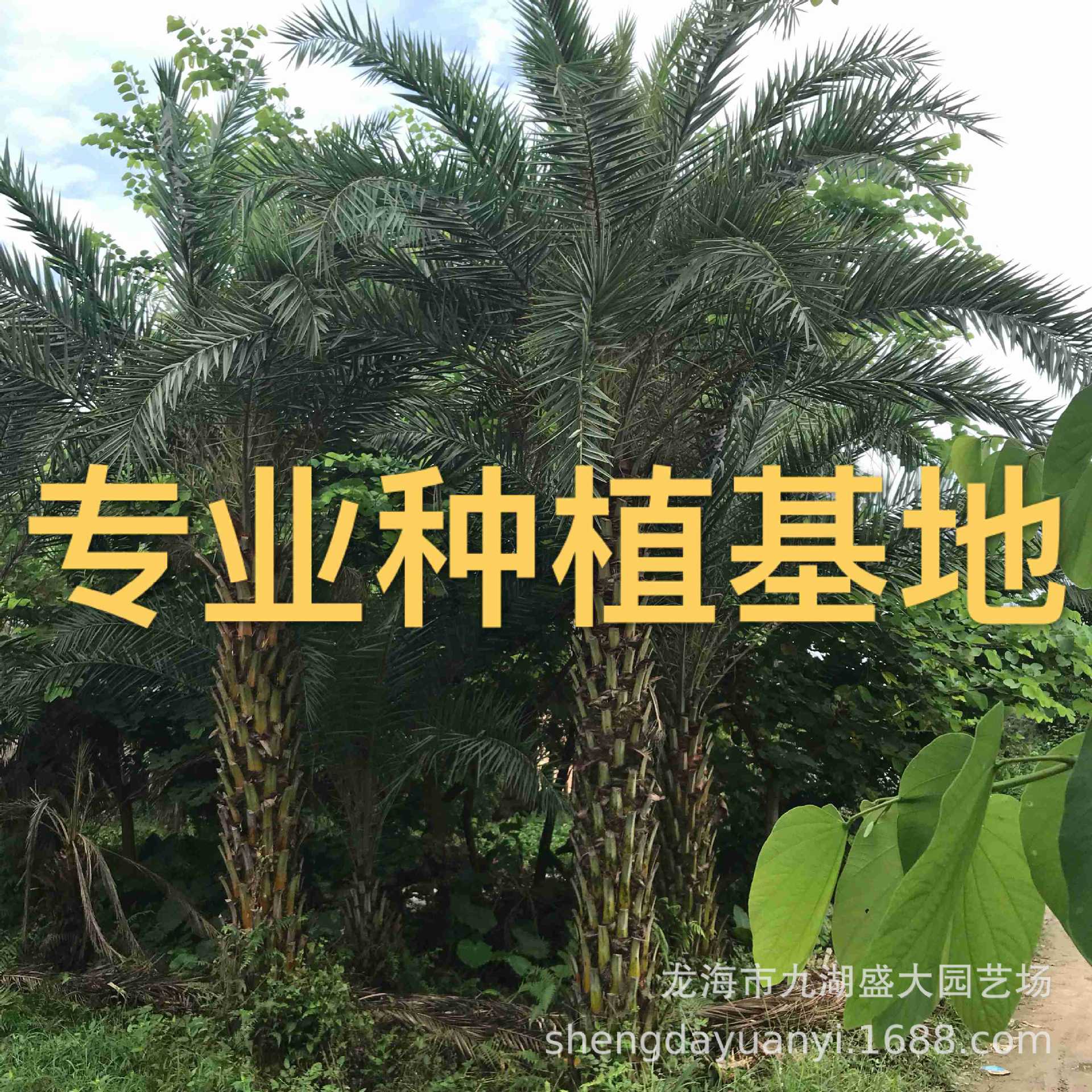 Цена на дерево жужуба высотой 3м из провинции Цзянси, оптовая продажа серебристого жужуба из Фуцзяня, поставка жужуба из Чжэцзяна