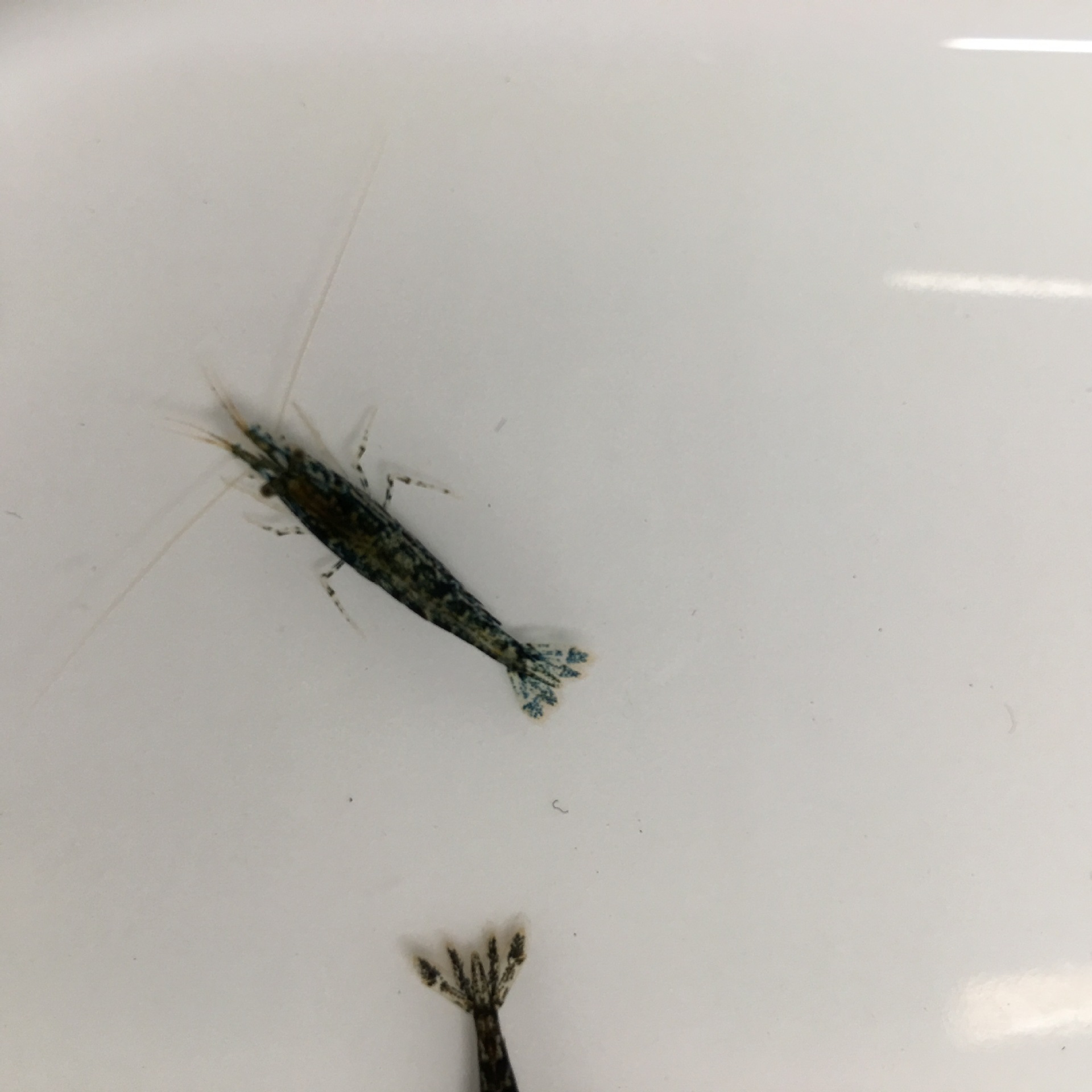 Blue-Black Cherry Blossom Shrimp, Blue Velvet, Blue-Glazed Post-Generation Ornamental Shrimp, Pet Shrimp Tool Shrimp, Algae-Removing Shrimp, Rice Shrimp