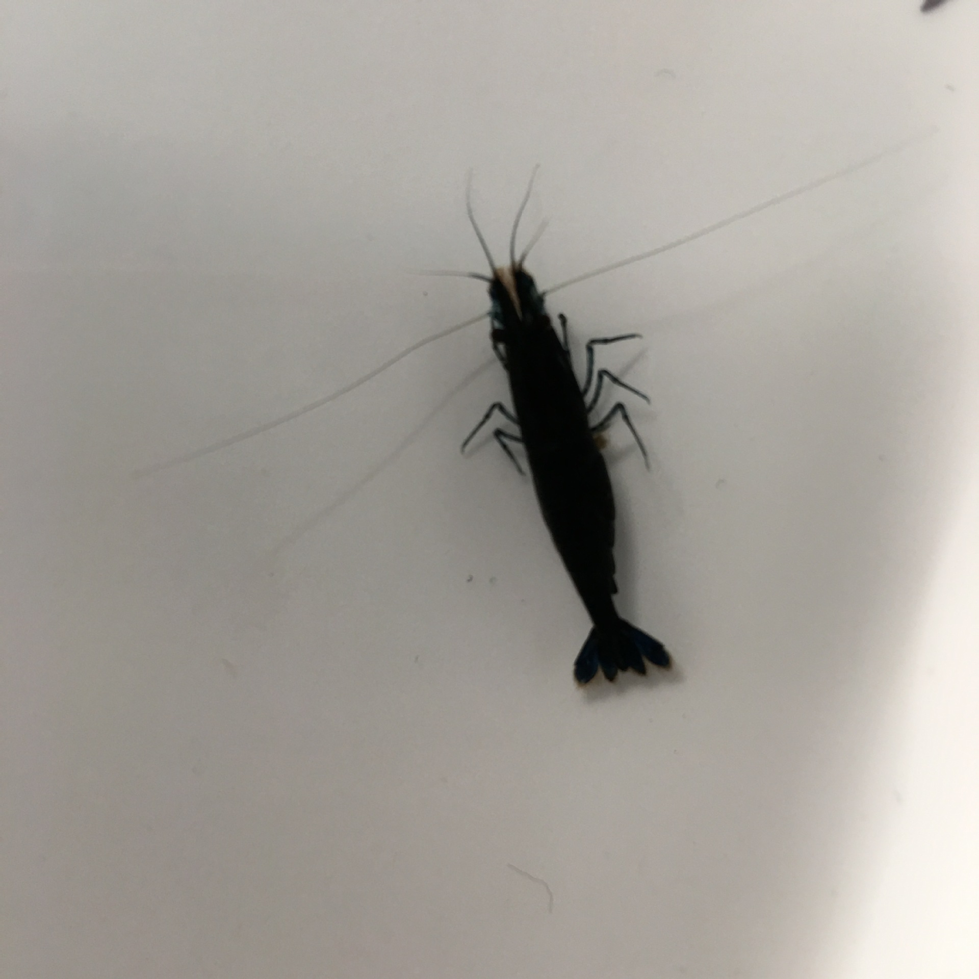 Chocolate Shrimp Ornamental Shrimp Pet Shrimp Algae Control Shrimp Adult Shrimp Road Damage All-Inclusive Shrimp Farm Direct Delivery Packaging