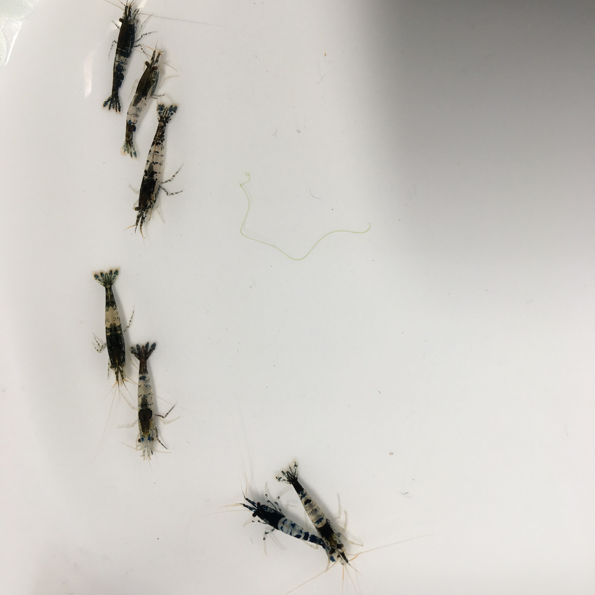 Blue glazed shrimp black glazed shrimp ornamental shrimp rice shrimp glazed shrimp wholesale free packaging fee