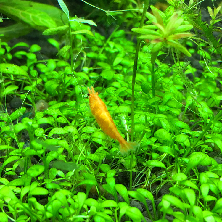 Shangjishi Shrimp Live Shrimp Ornamental Shrimp Freshwater Pet Rice 10% Loss Prevention Free Packaging Fee