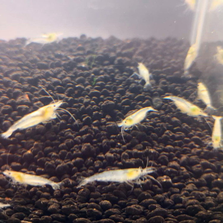 Snowball Shrimp Live, Directly Supplied from the Own Ornamental Shrimp Breeding Room, Pet Shrimp, White Shrimp, Shrimp, All-Inclusive for Road Damage