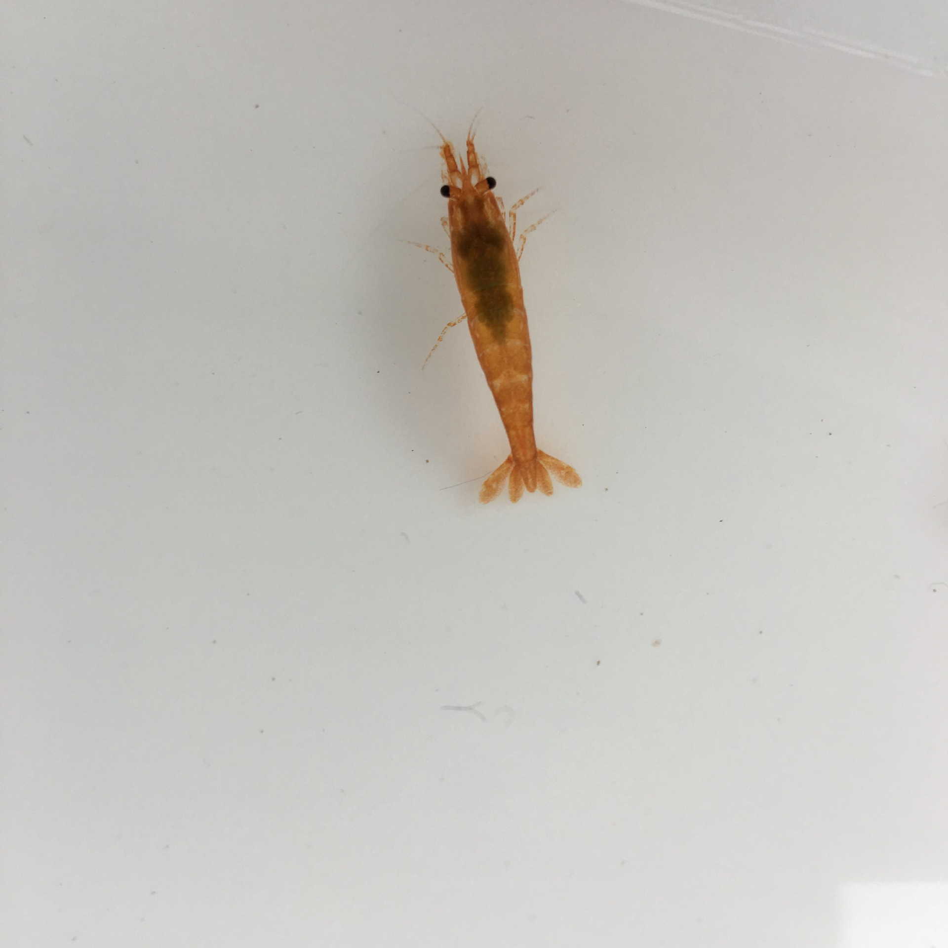 Shangjishi Shrimp Live Shrimp Ornamental Shrimp Freshwater Pet Rice 10% Loss Prevention Free Packaging Fee