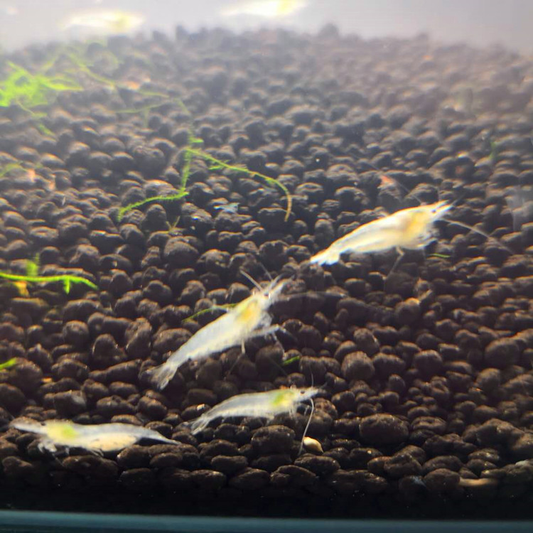 Snowball Shrimp Live, Directly Supplied from the Own Ornamental Shrimp Breeding Room, Pet Shrimp, White Shrimp, Shrimp, All-Inclusive for Road Damage