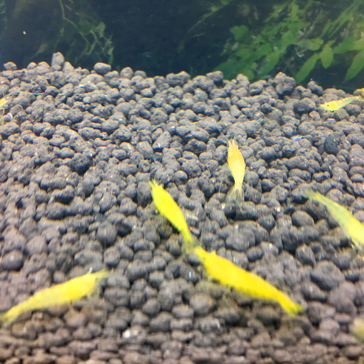 Golden Rice Shrimp Ornamental Shrimp Pet Shrimp Freshwater Rice Shrimp Produced in Private Fishing Farms Wholesale Free Packaging Fee