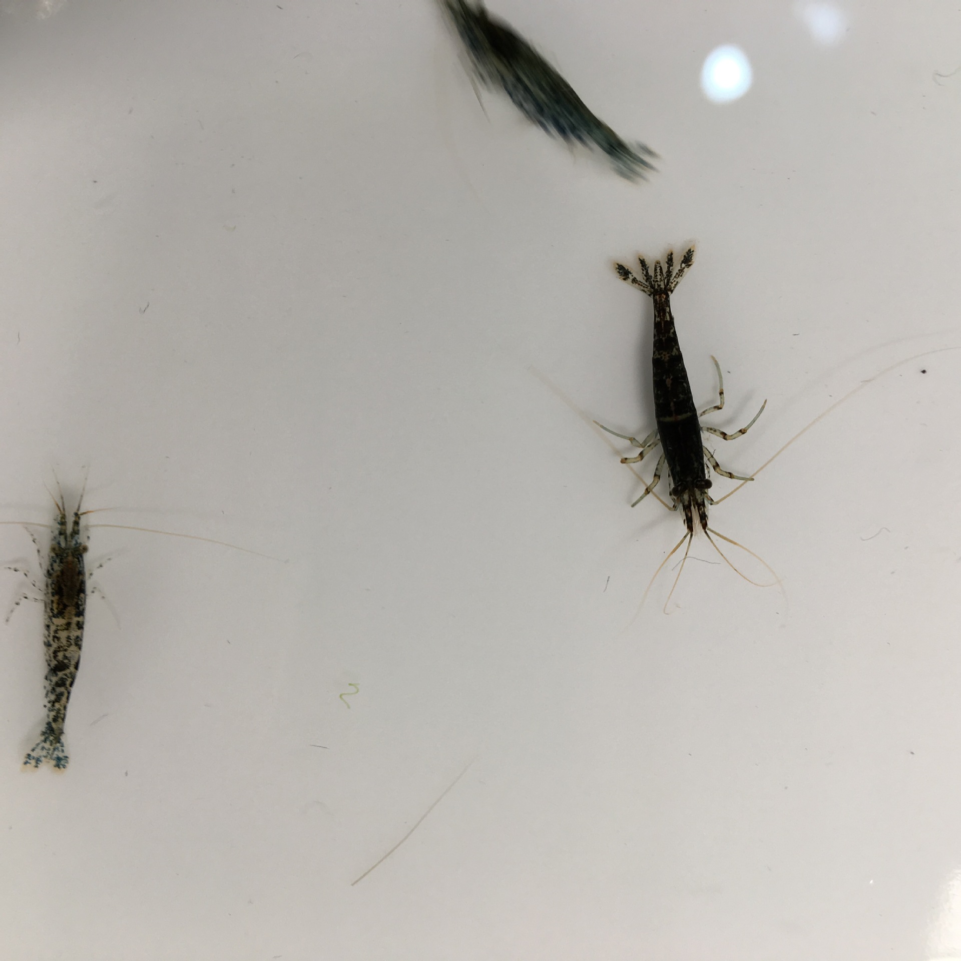 Blue-Black Cherry Blossom Shrimp, Blue Velvet, Blue-Glazed Post-Generation Ornamental Shrimp, Pet Shrimp Tool Shrimp, Algae-Removing Shrimp, Rice Shrimp