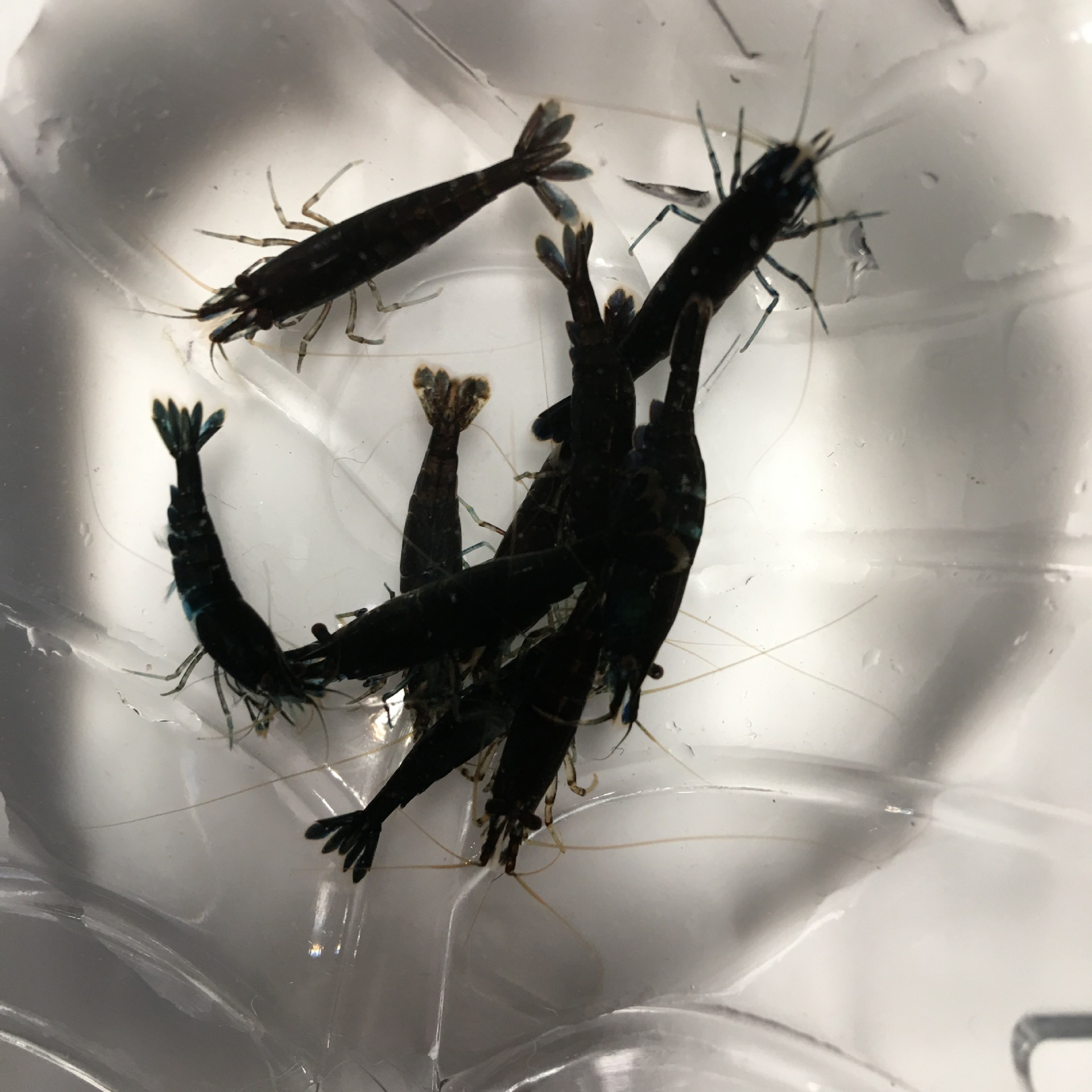 Шоколадные креветки, декоративные креветки, контроль водорослей, прямая доставка