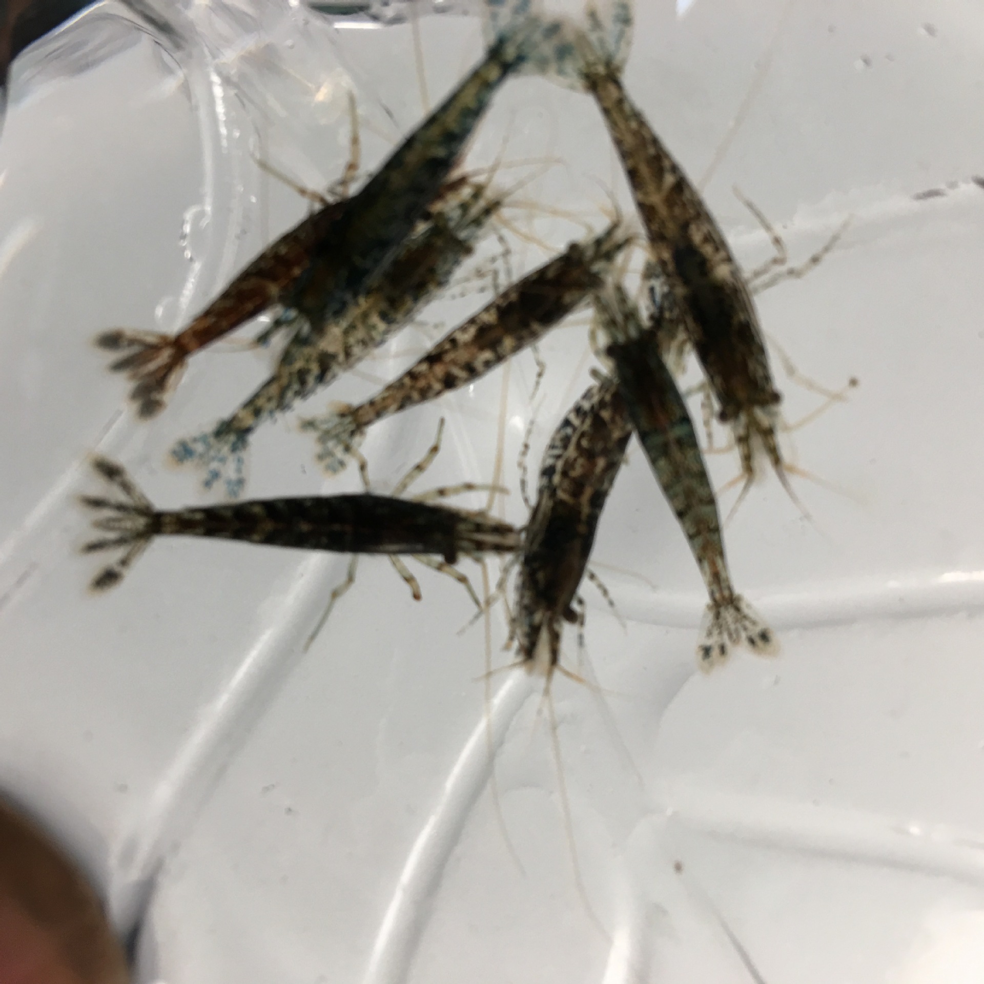 Blue-Black Cherry Blossom Shrimp, Blue Velvet, Blue-Glazed Post-Generation Ornamental Shrimp, Pet Shrimp Tool Shrimp, Algae-Removing Shrimp, Rice Shrimp