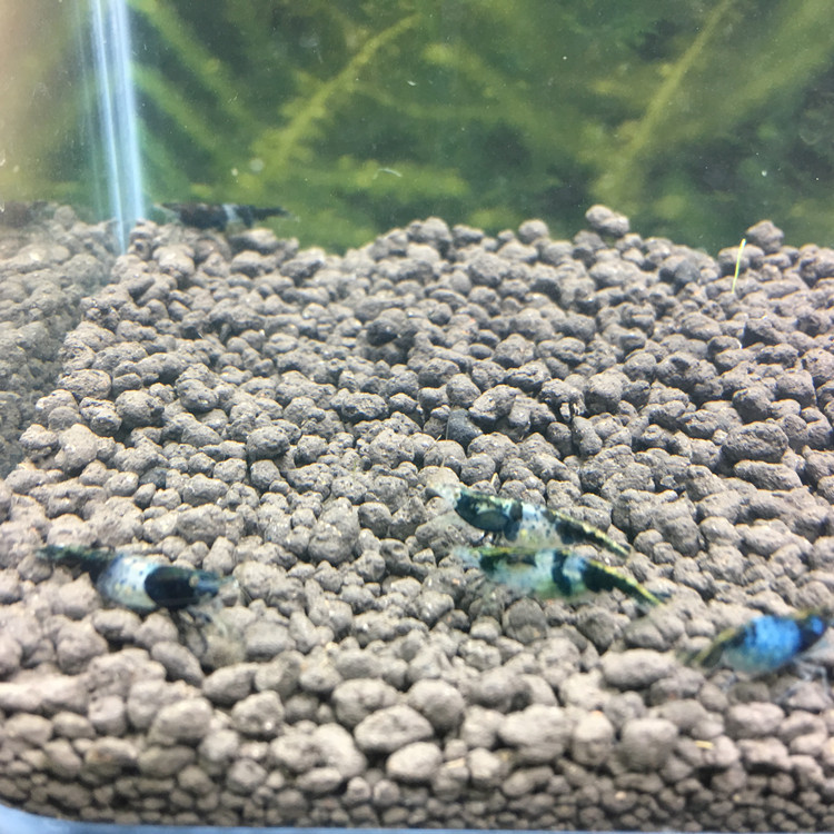 Blue glazed shrimp black glazed shrimp ornamental shrimp rice shrimp glazed shrimp wholesale free packaging fee