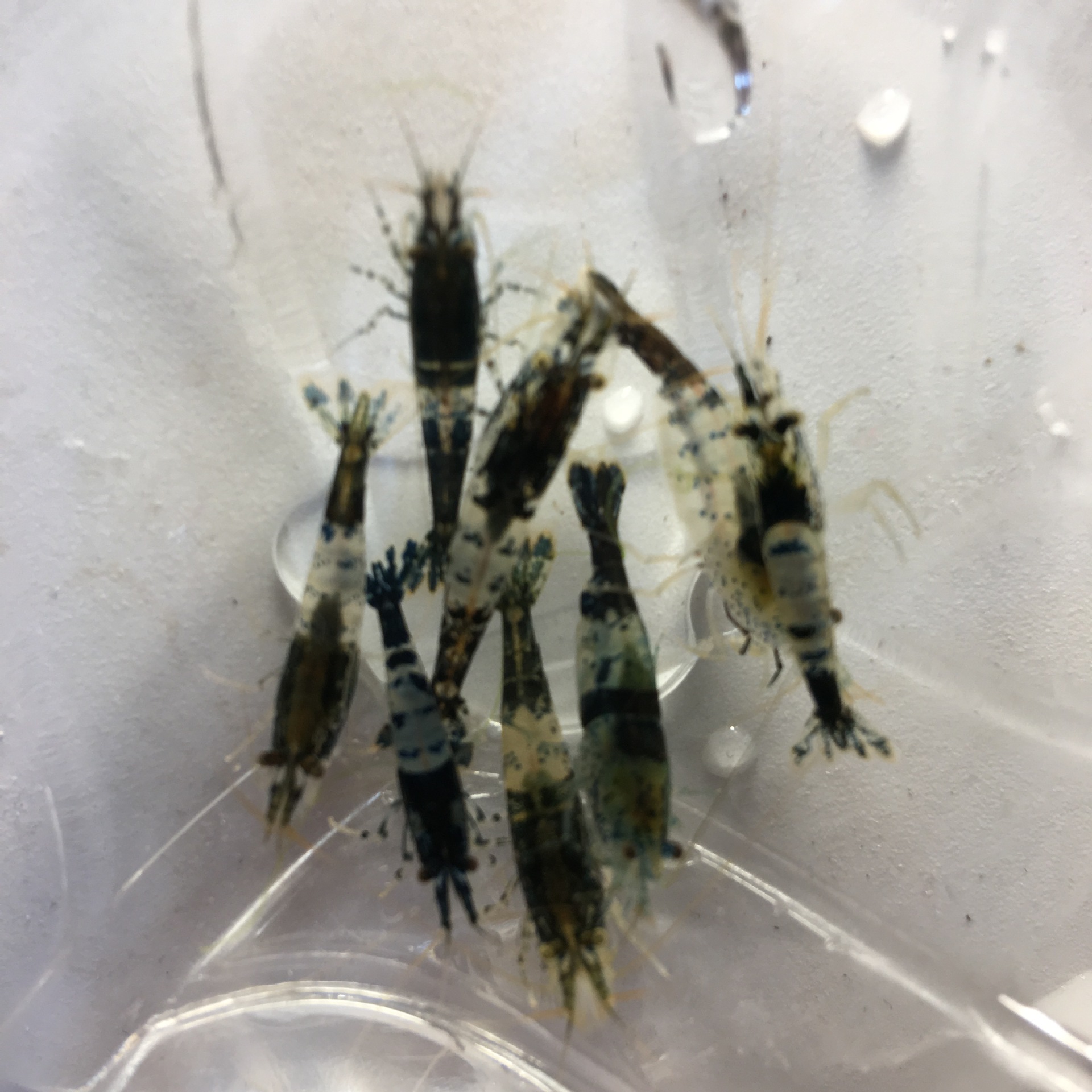 Голубые и черные глазированные креветки, оптовая продажа, бесплатная упаковка