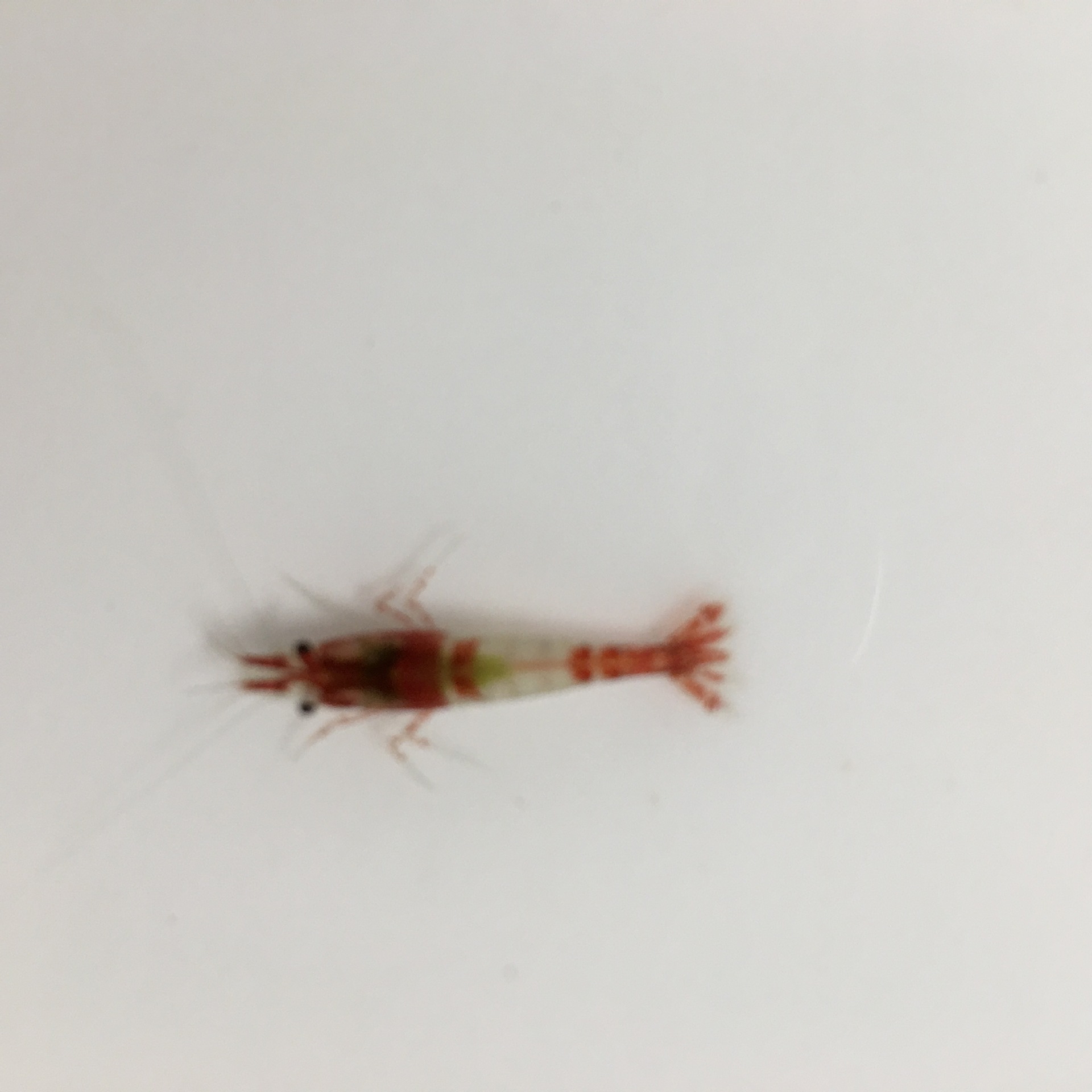 Red Glass Shrimp Ornamental Shrimp Pet Shrimp Freshwater Millet Shrimp Algae Removal Shrimp Tool Shrimp Grass Tank Cleaning Shrimp