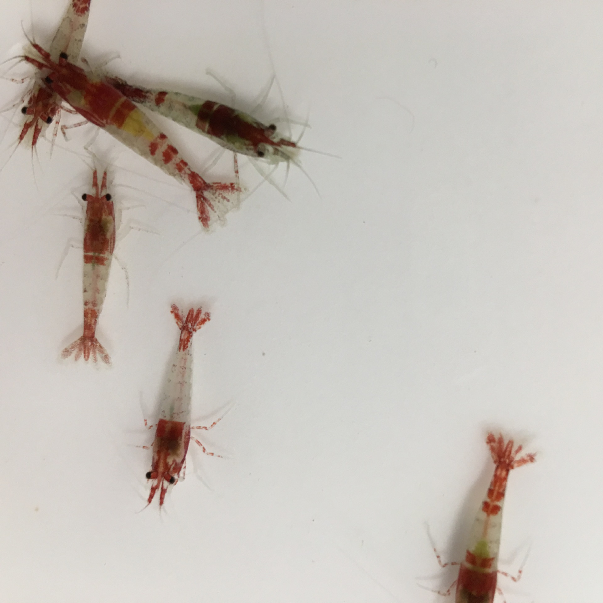 Red Glass Shrimp Ornamental Shrimp Pet Shrimp Freshwater Millet Shrimp Algae Removal Shrimp Tool Shrimp Grass Tank Cleaning Shrimp