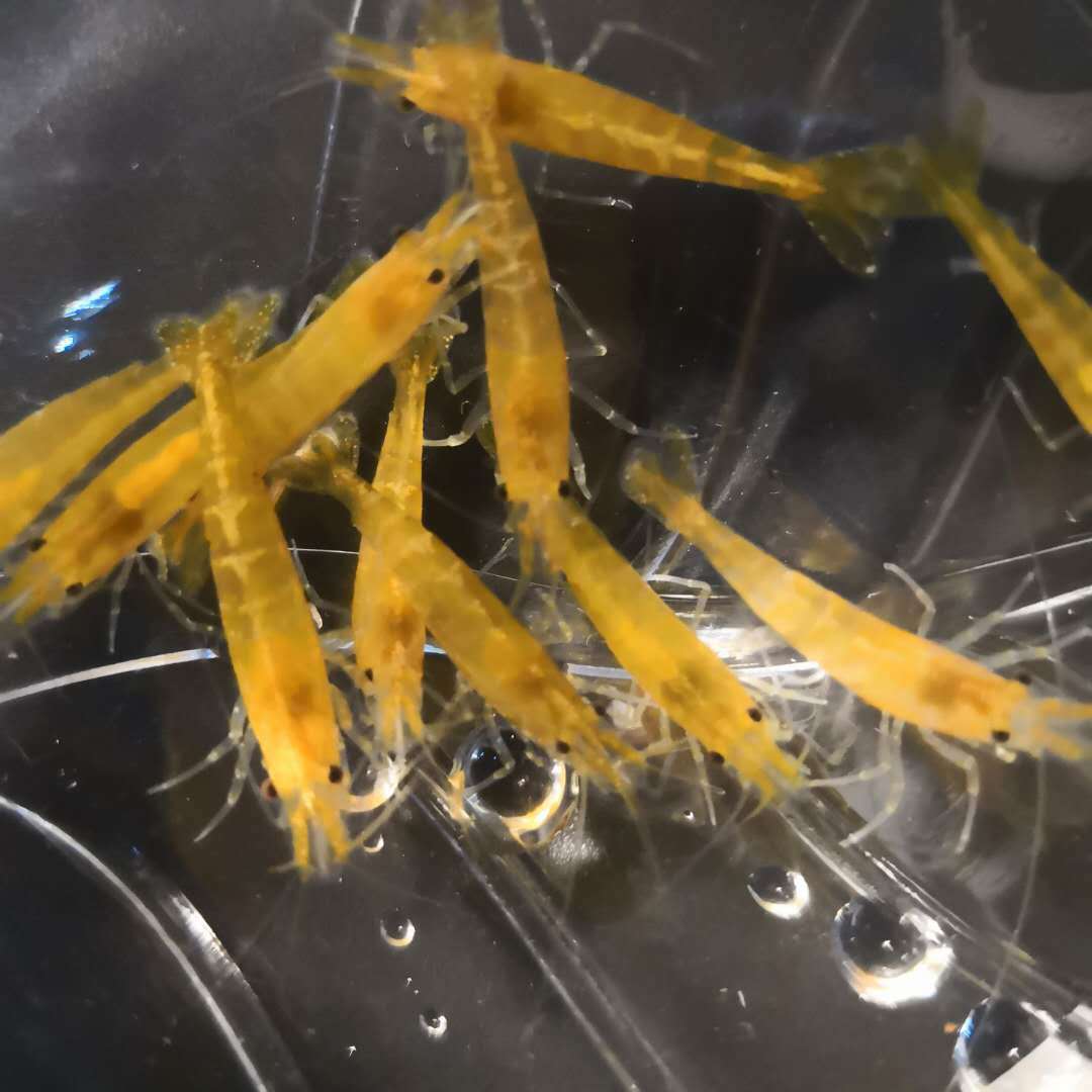 Golden Rice Shrimp Ornamental Shrimp Pet Shrimp Freshwater Rice Shrimp Produced in Private Fishing Farms Wholesale Free Packaging Fee