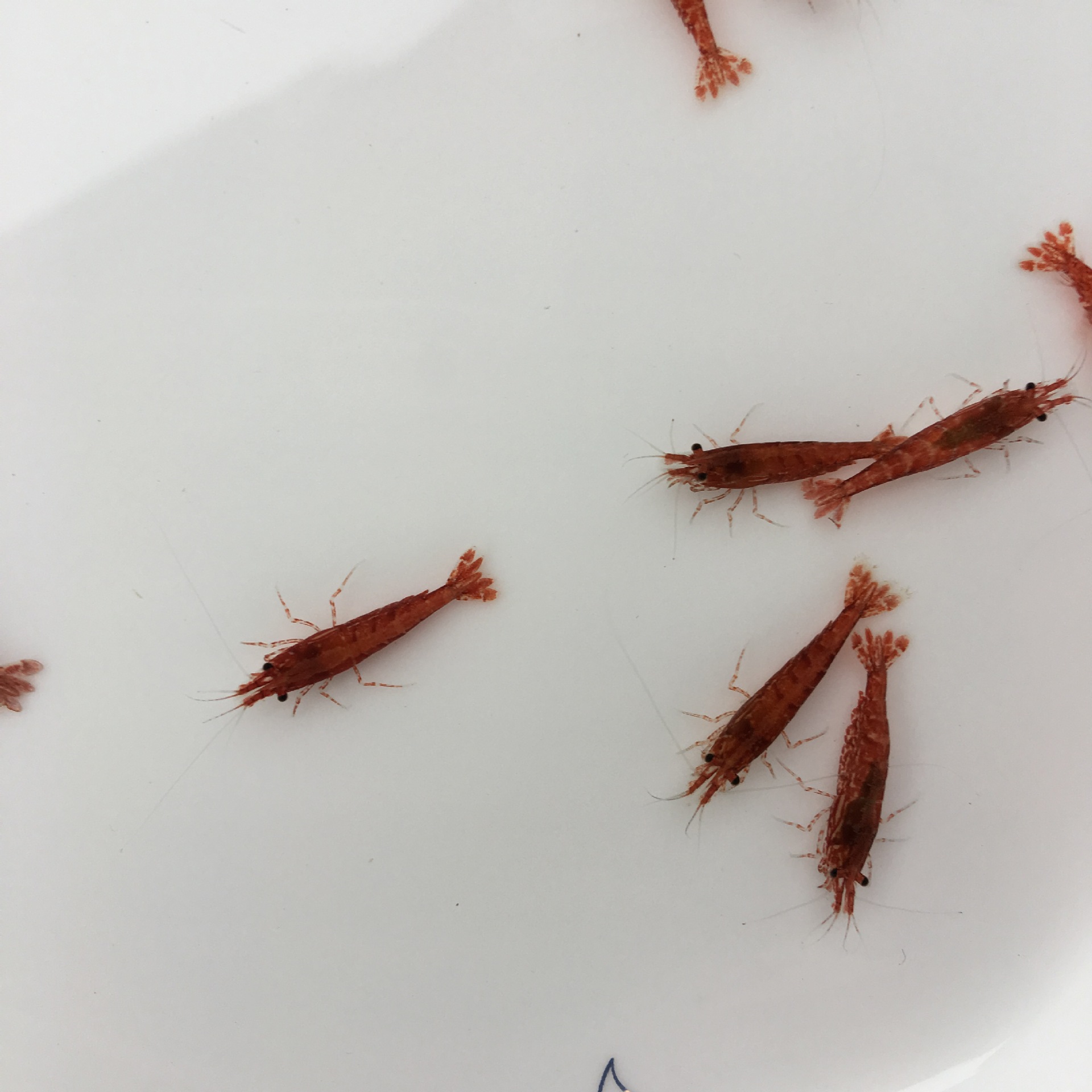 Cherry Shrimp Live Shrimp Ornamental Shrimp Pet Shrimp Small Freshwater Rice Shrimp Owned Fishing Farm Wholesale