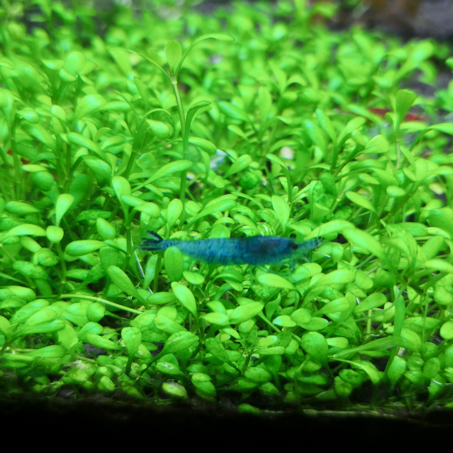 Blue Velvet Shrimp Live Ornamental Shrimp Pet Shrimp Colorfulful Shrimp Rice Shrimp Grass Tank Algae Removal Cleaning Own Shrimp Farm Direct Approval