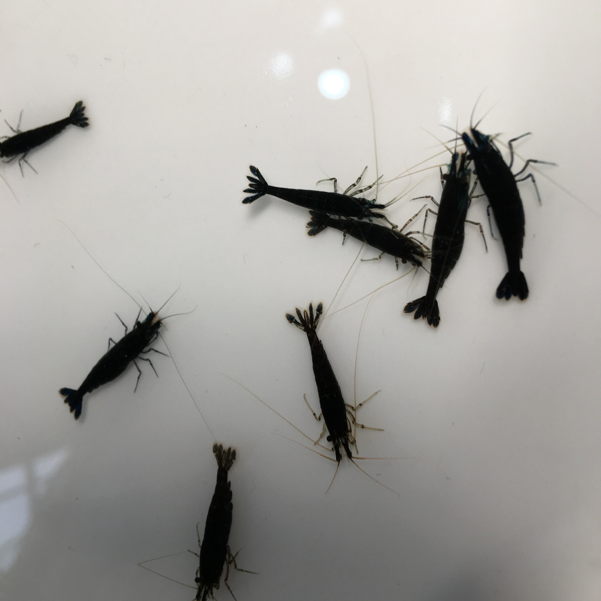 Chocolate Shrimp Ornamental Shrimp Pet Shrimp Algae Control Shrimp Adult Shrimp Road Damage All-Inclusive Shrimp Farm Direct Delivery Packaging