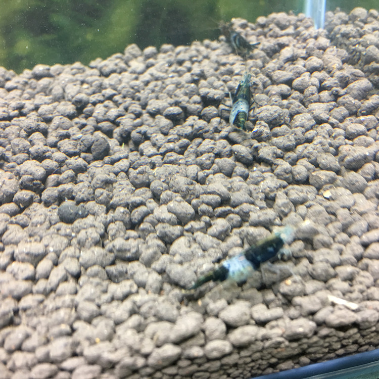 Blue glazed shrimp black glazed shrimp ornamental shrimp rice shrimp glazed shrimp wholesale free packaging fee