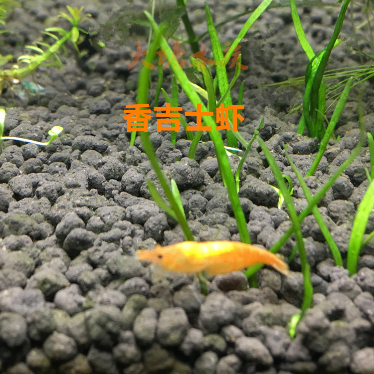 Shangjishi Shrimp Live Shrimp Ornamental Shrimp Freshwater Pet Rice 10% Loss Prevention Free Packaging Fee