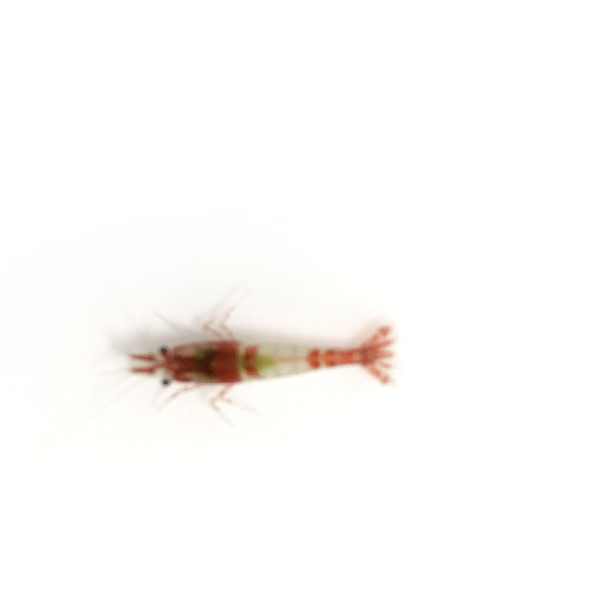 Red Glass Shrimp Ornamental Shrimp Pet Shrimp Freshwater Millet Shrimp Algae Removal Shrimp Tool Shrimp Grass Tank Cleaning Shrimp