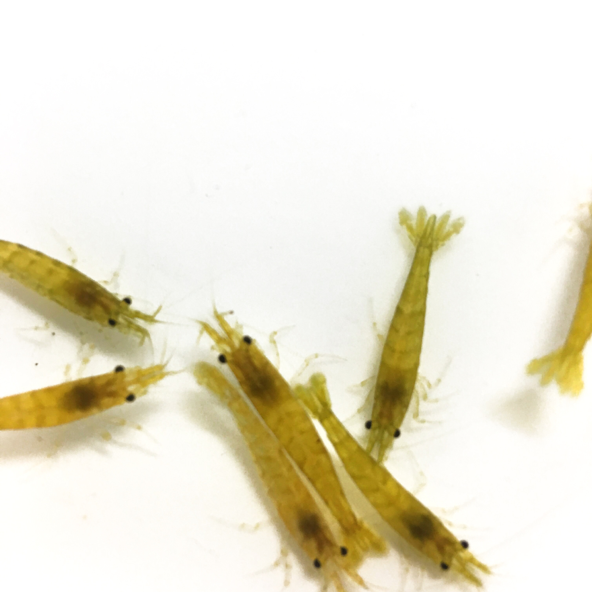 Golden Rice Shrimp Ornamental Shrimp Pet Shrimp Freshwater Rice Shrimp Produced in Private Fishing Farms Wholesale Free Packaging Fee