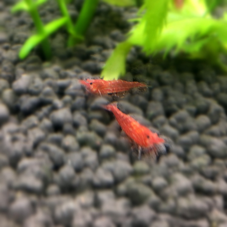 Cherry Shrimp Live Shrimp Ornamental Shrimp Pet Shrimp Small Freshwater Rice Shrimp Owned Fishing Farm Wholesale