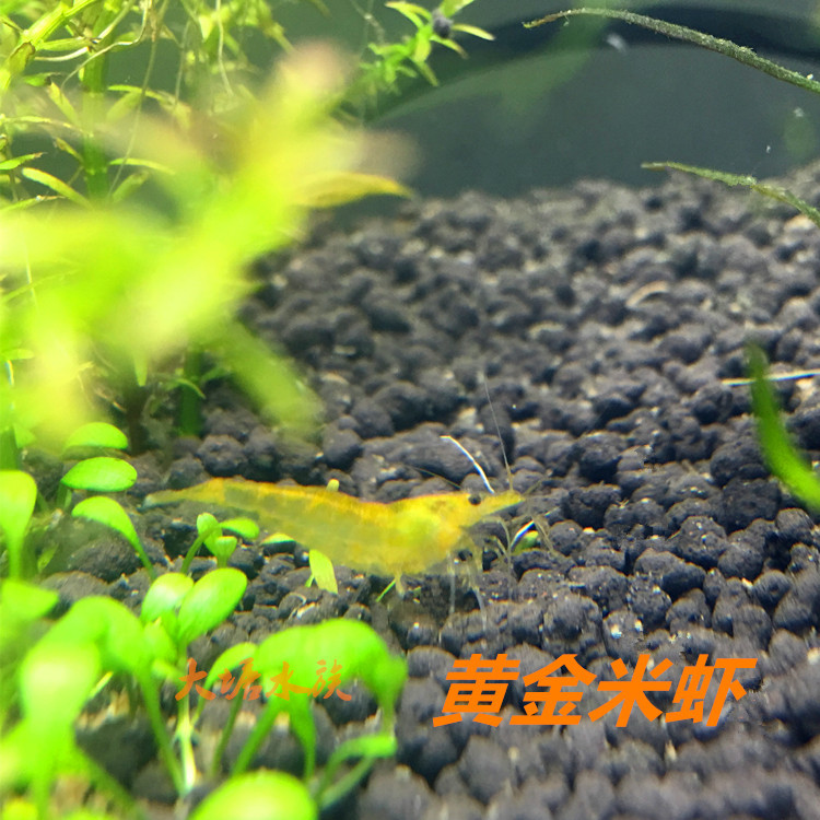 Золотые рисовые креветки, декоративные креветки, пресноводные креветки, оптовая продажа, бесплатная упаковка