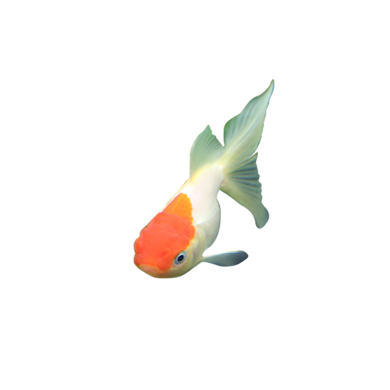 Fishery farms wholesale ornamental fish live small goldfish tropical fish cold water fish ornamental live Fry