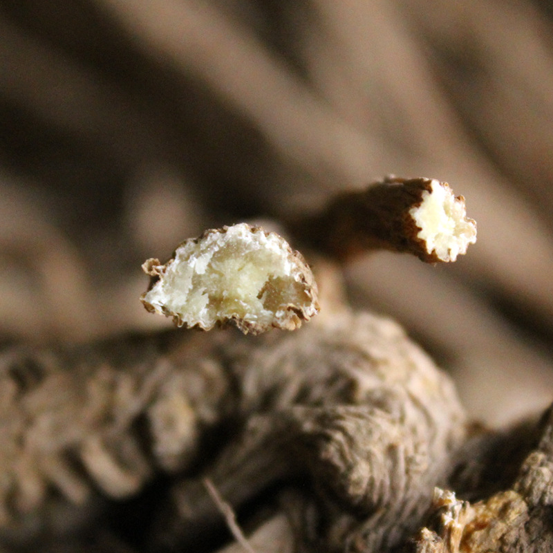 12-15 Pieces 0.5kg Large Angelica Strips Wholesale Free Shipping Gansu Minxian Mao Angelica Chinese Medicinal Materials Non-Sulfur Whole Angelica Pieces