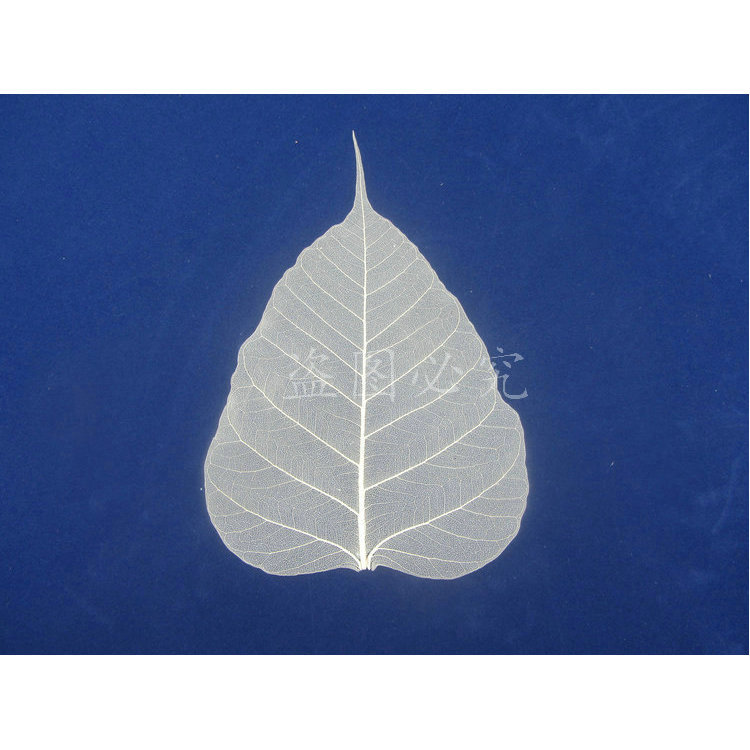 Natural Bodhi Leaf Vein Calligraphy and Painting Special Laminated Bookmark Embossed Raw Material Plant Specimen Yunnan Dried Flower Decoration Material