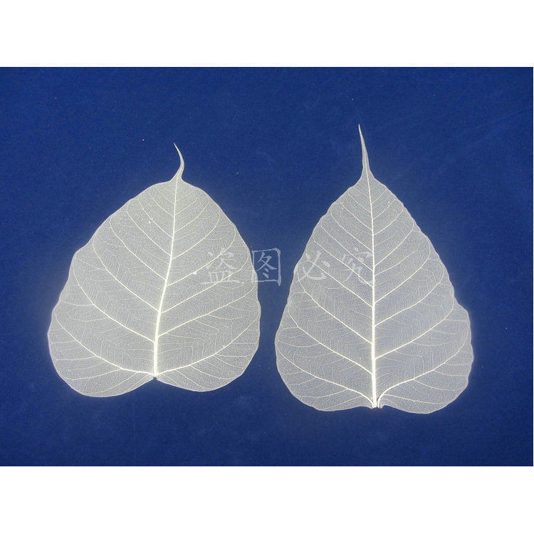 Natural Bodhi Leaf Vein Calligraphy and Painting Special Laminated Bookmark Embossed Raw Material Plant Specimen Yunnan Dried Flower Decoration Material