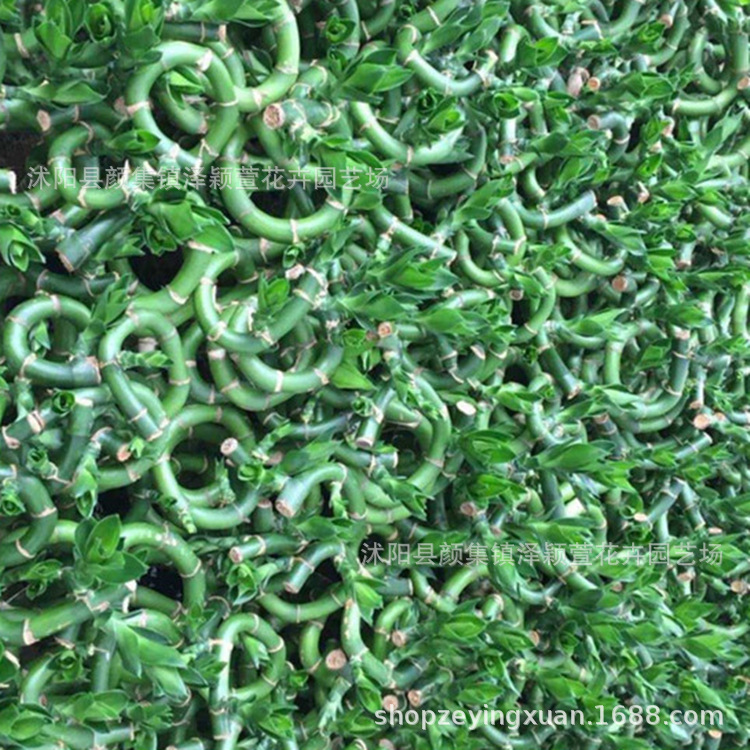 Wholesale Transfer Bamboo, Curved Bamboo, Large-Leaf Bamboo, Water-Cultured Plants, Flower Bonsai, Indoor Potted Plants to Purify the Air