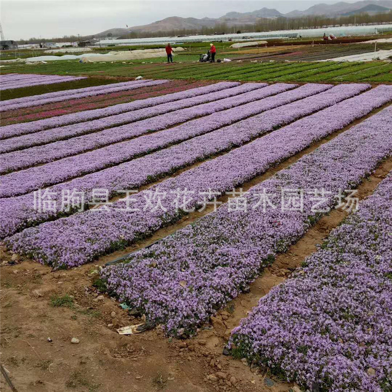 Clustered Phlox Zhi Sakura Phlox Flower Sea Design Qingzhou Flower Zhi Sakura Conifer Sky Blue Hydrangea Landscape