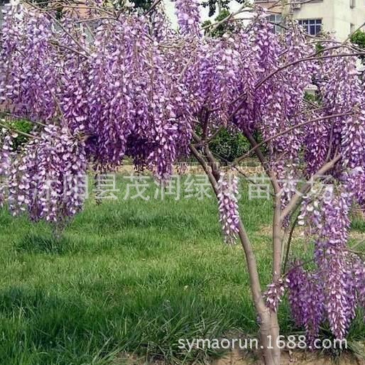 Courtyard Greening Flower Plants Climbing Vines Florals Wisteria Saplings Wisteria Wisteria Seedlings Wisteria Flower Seedlings Good Survival