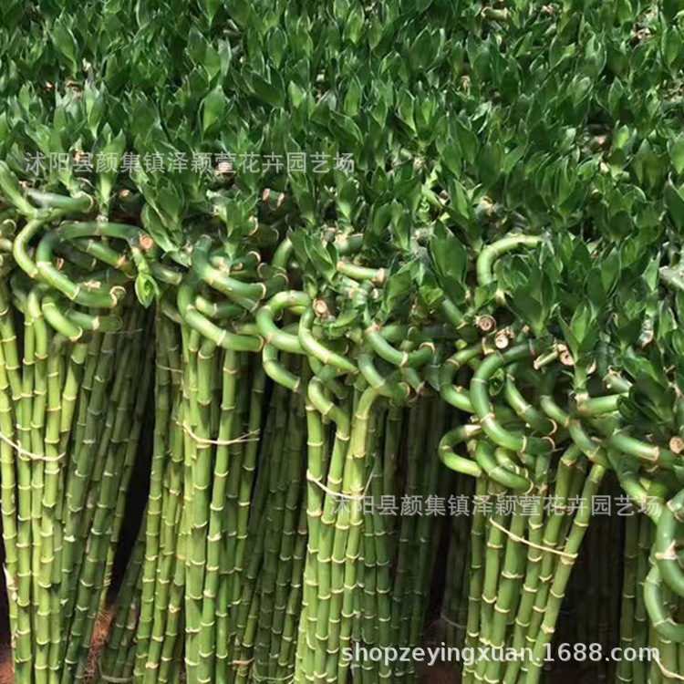 Wholesale Transfer Bamboo, Curved Bamboo, Large-Leaf Bamboo, Water-Cultured Plants, Flower Bonsai, Indoor Potted Plants to Purify the Air