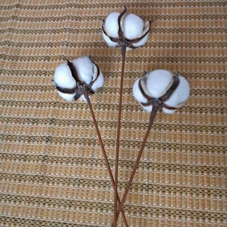 Xinjiang natural cotton dried flower bouquet artificial flower cotton head hand-embossed permanent flower specimen DIY material bag