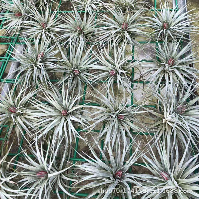Factory Direct Air Tillandsia Soilless Plants Air Tillandsia Marshmallow Wholesale