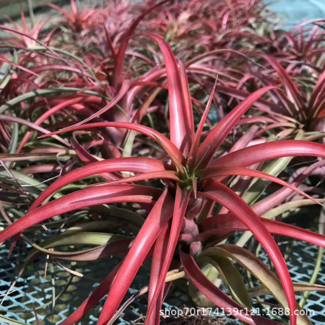 Factory Direct Air Tillandsia Soilless Plants Air Plants Becali Wholesale