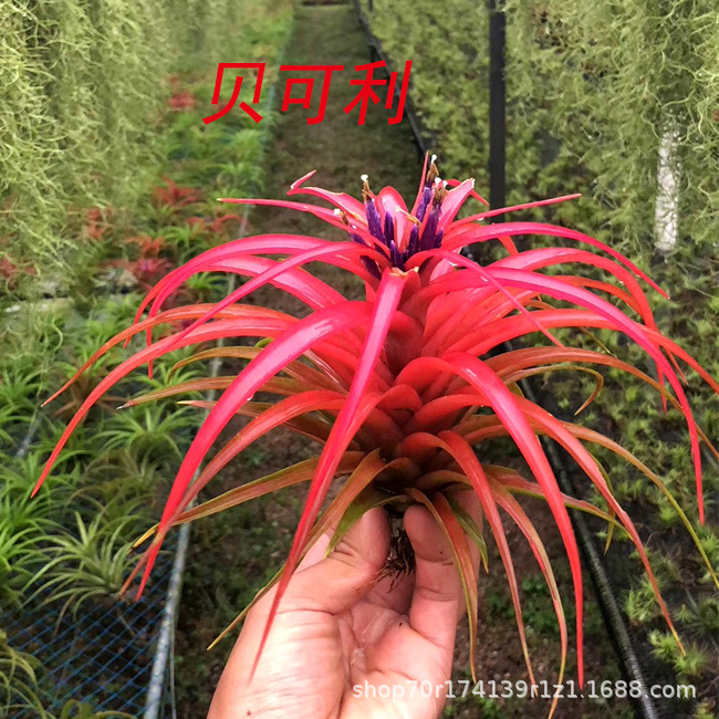 Заводские воздушные тиландсии, безземельные растения, оптовая продажа воздушных растений Becali