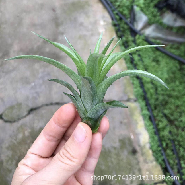 Factory Direct Air Tillandsia Soilless Plants Air Plants Becali Wholesale