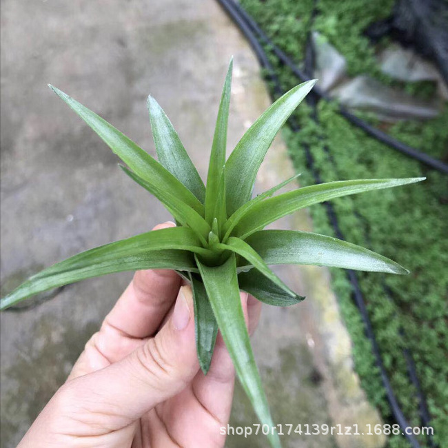 Factory Direct Air Tillandsia Soilless Plants Air Plants Becali Wholesale