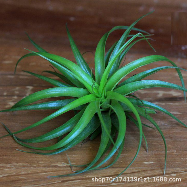 Factory Direct Air Tillandsia Soilless Plants Air Plants Becali Wholesale
