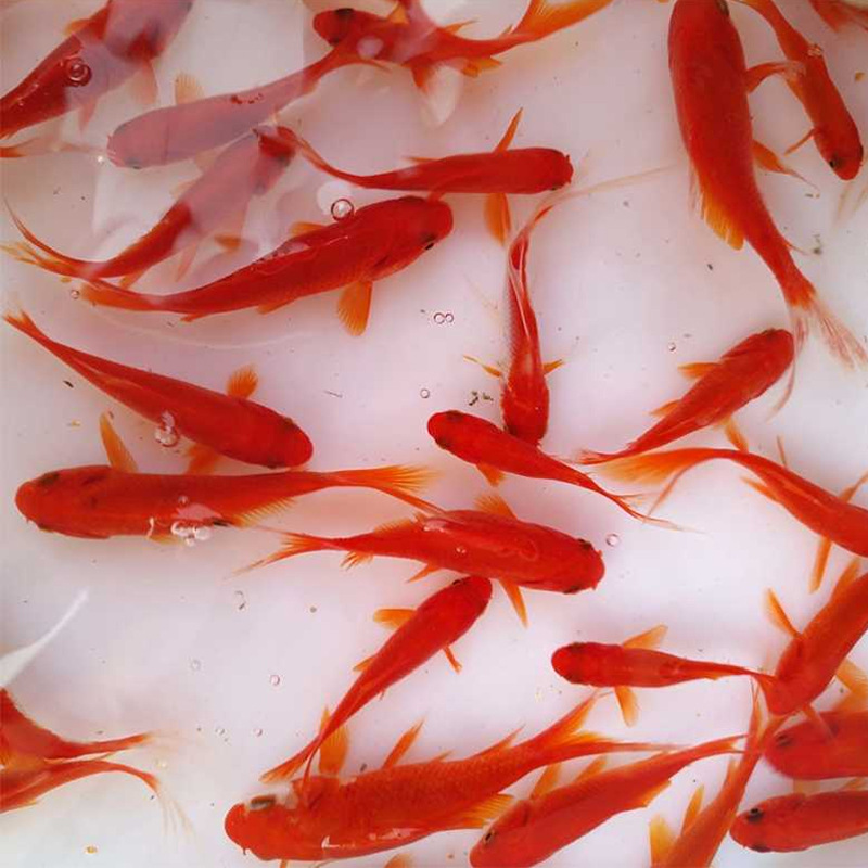 Red grass fish goldfish crucian carp fish small red grass freshwater pet goldfish small goldfish feed fishnet red tank fish
