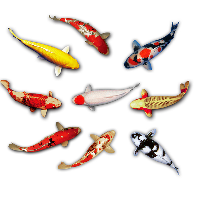 Red grass fish goldfish crucian carp fish small red grass freshwater pet goldfish small goldfish feed fishnet red tank fish