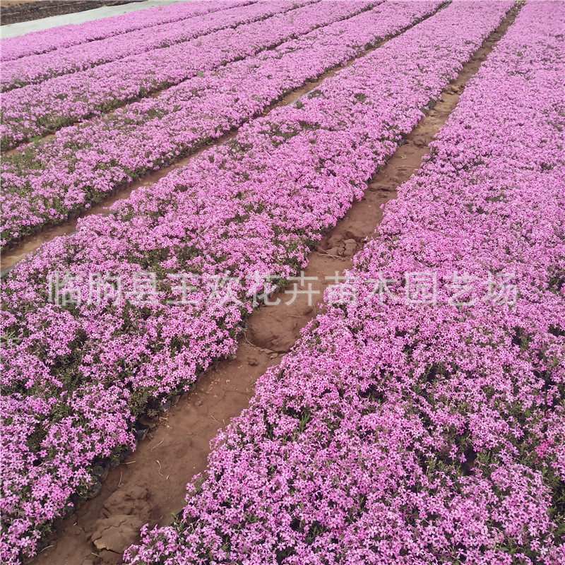 Clustered Phlox Zhi Sakura Phlox Flower Sea Design Qingzhou Flower Zhi Sakura Conifer Sky Blue Hydrangea Landscape